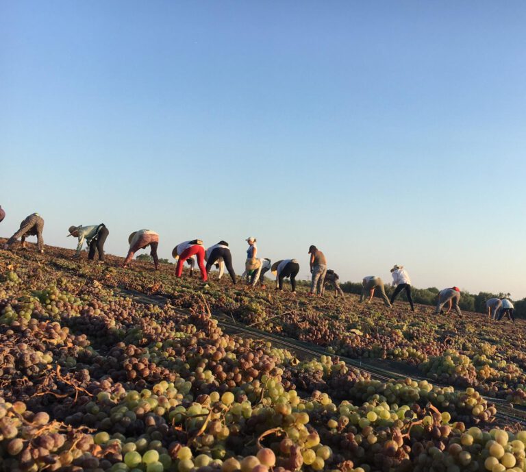 bodega san acacio pasera 2 768x689
