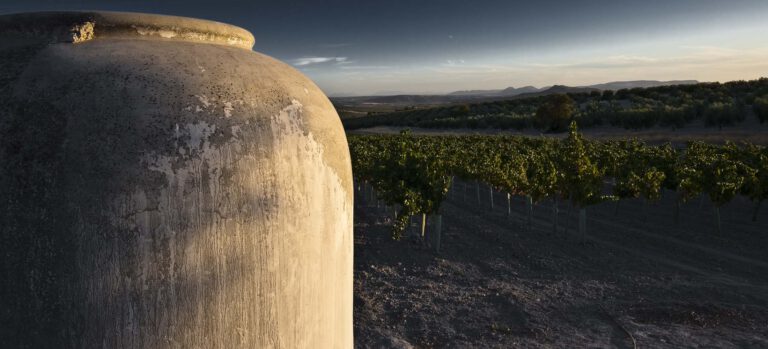 bodega san acacio vides 768x349