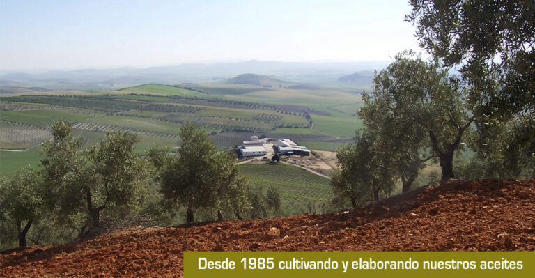 las arenosas olivos 768x399