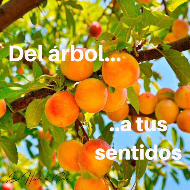 Del arbol a tus sentidos 768x768