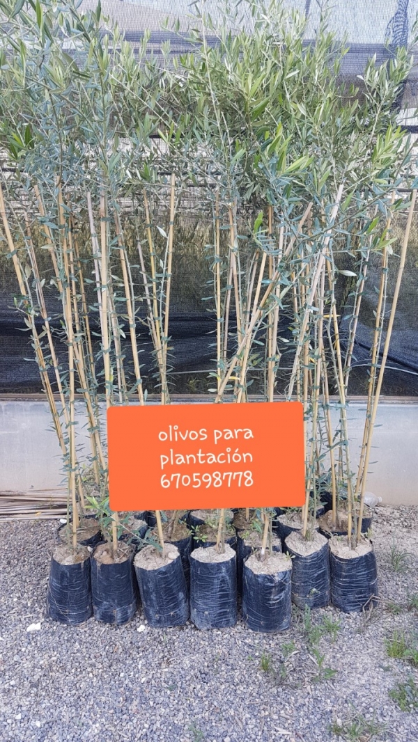 olivos plantacion