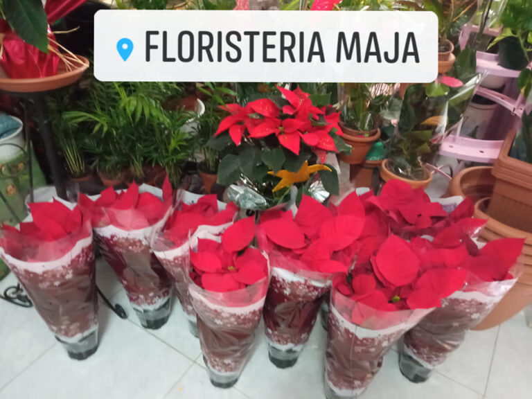 floristeria maja flores pascua 2 768x576