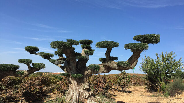 olivos-lorente-olea-europea.jpg